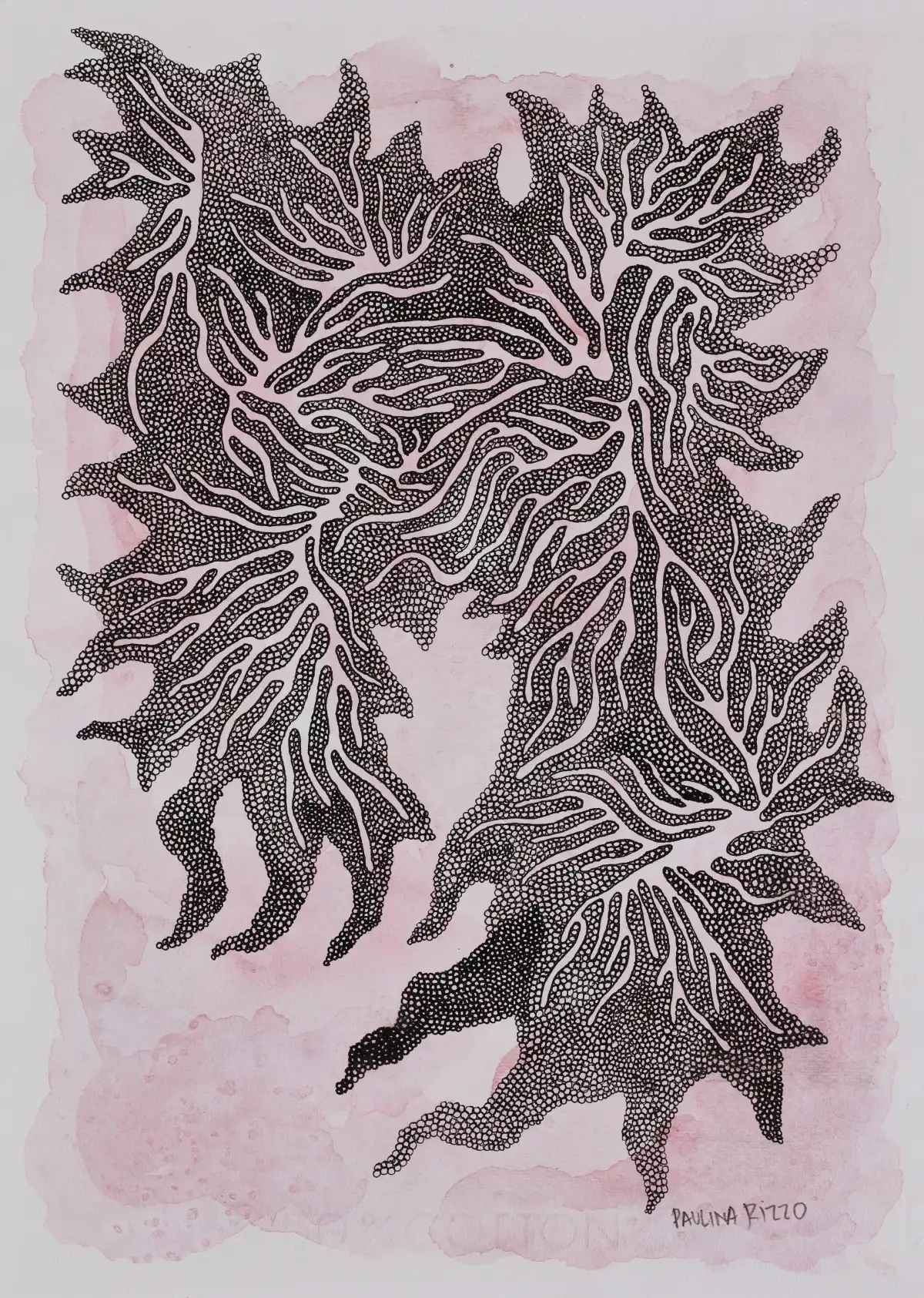 Drawing by Paulina Rizzo.