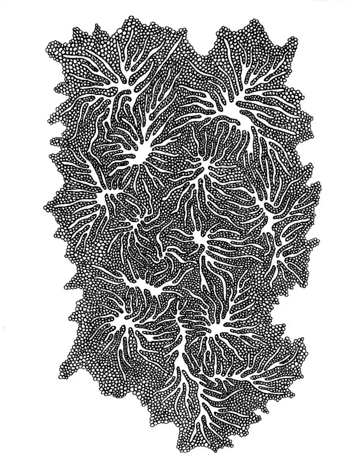 Drawing by Paulina Rizzo.