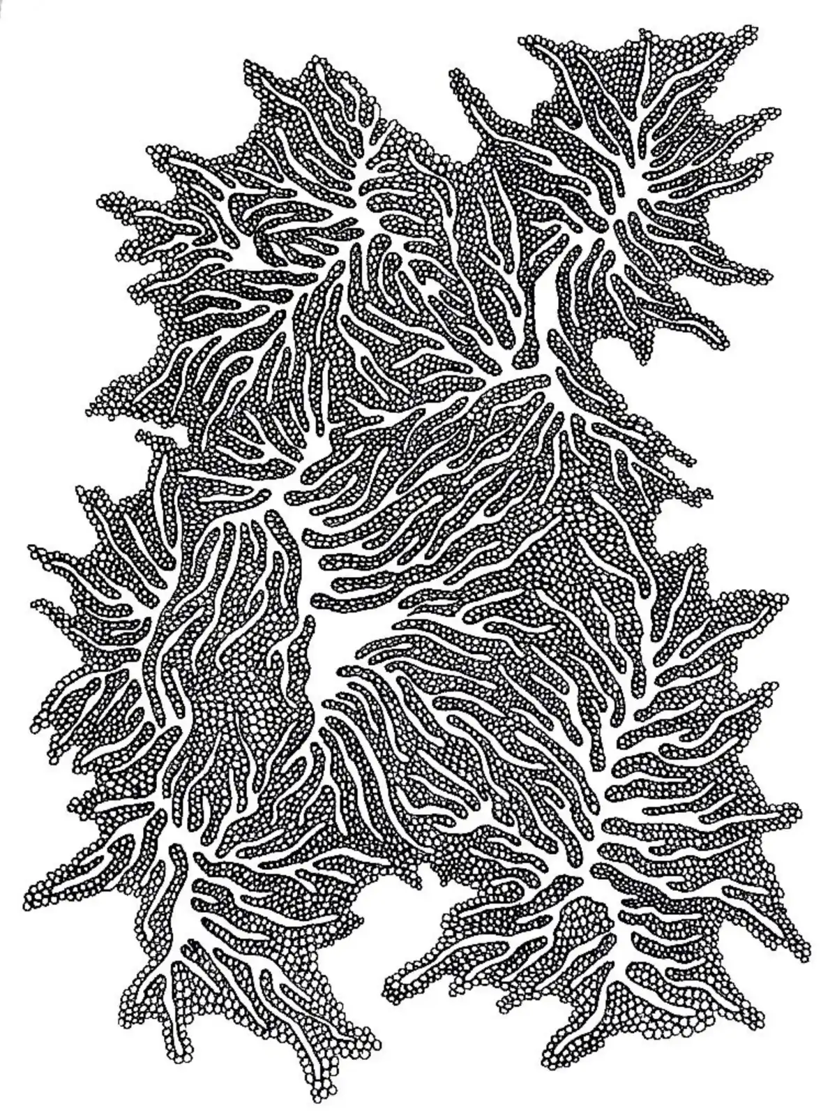 Drawing by Paulina Rizzo.