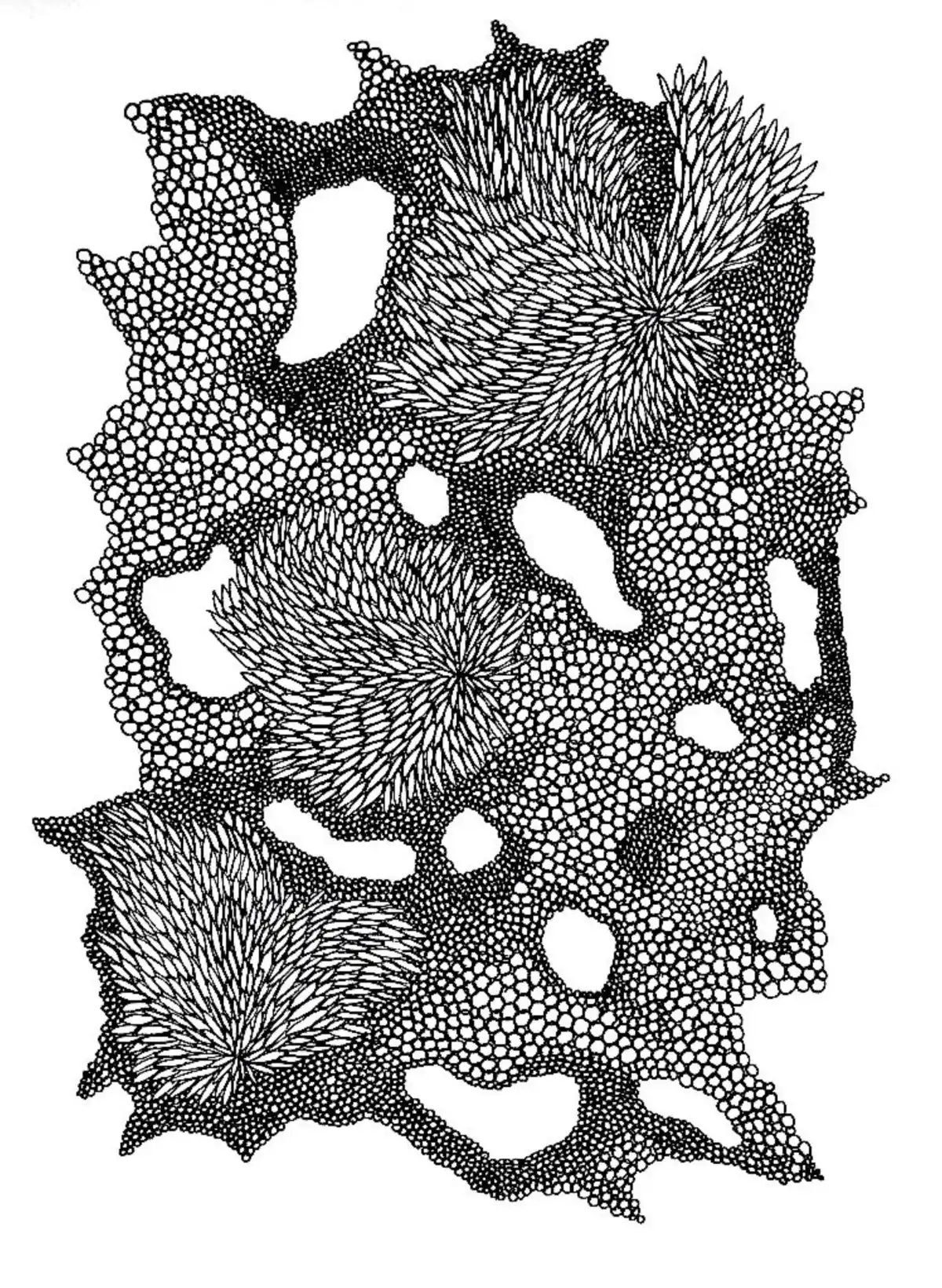 Drawing by Paulina Rizzo.