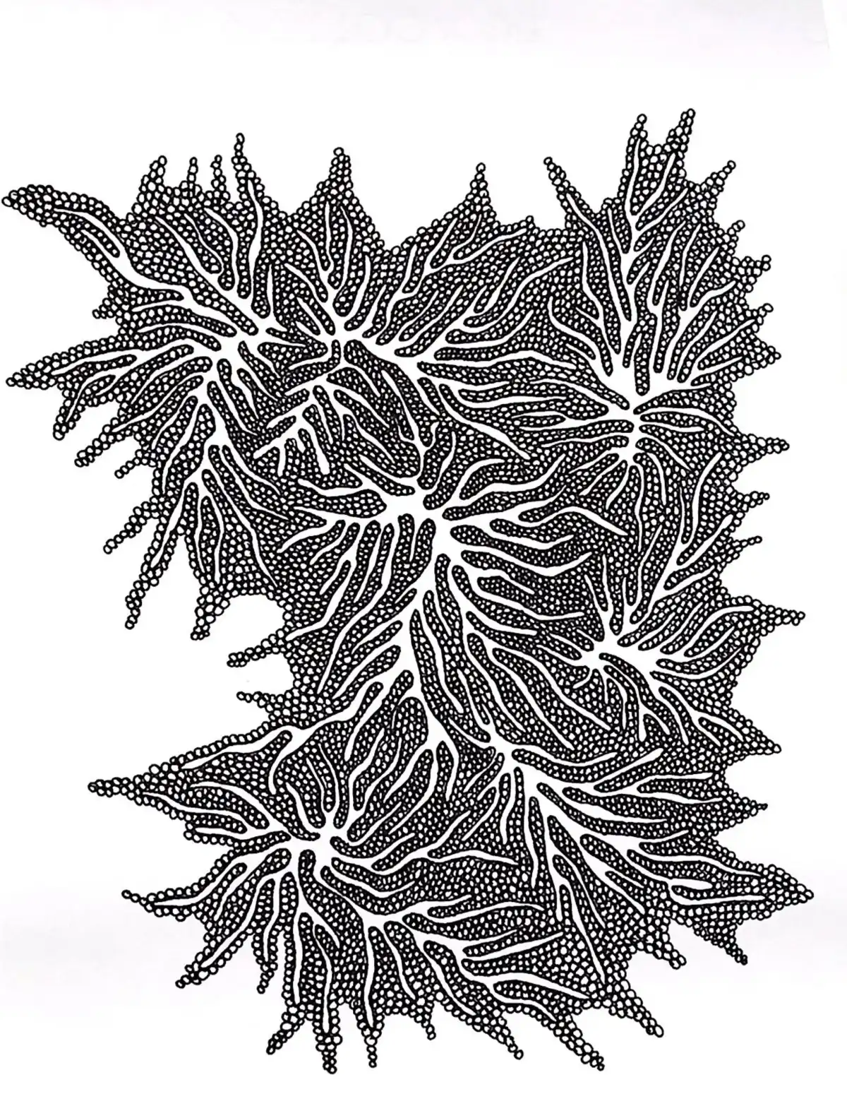 Drawing by Paulina Rizzo.