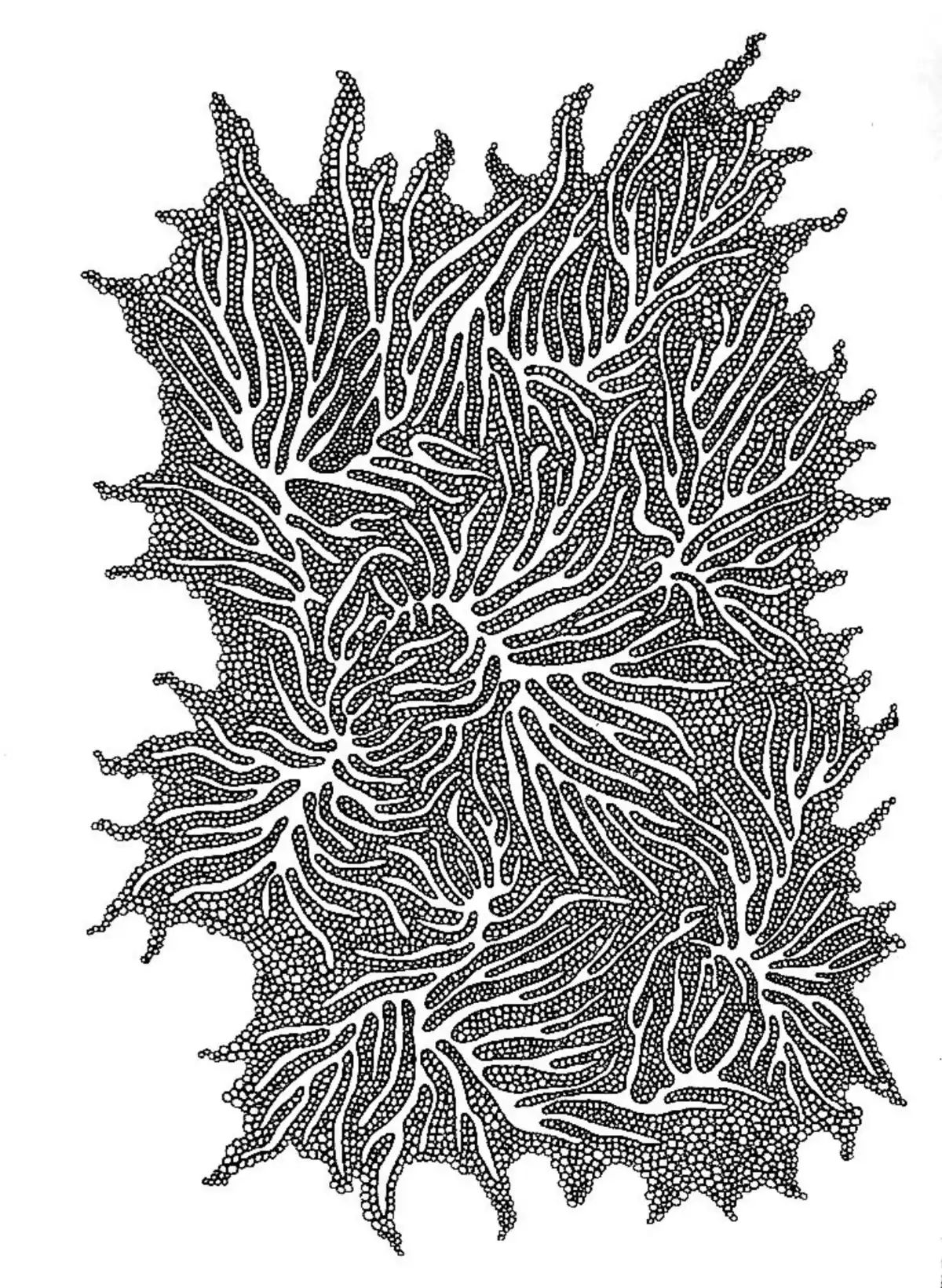 Drawing by Paulina Rizzo.