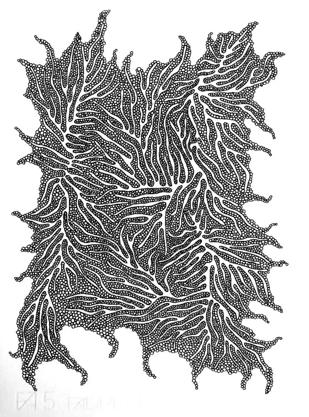 Drawing by Paulina Rizzo.