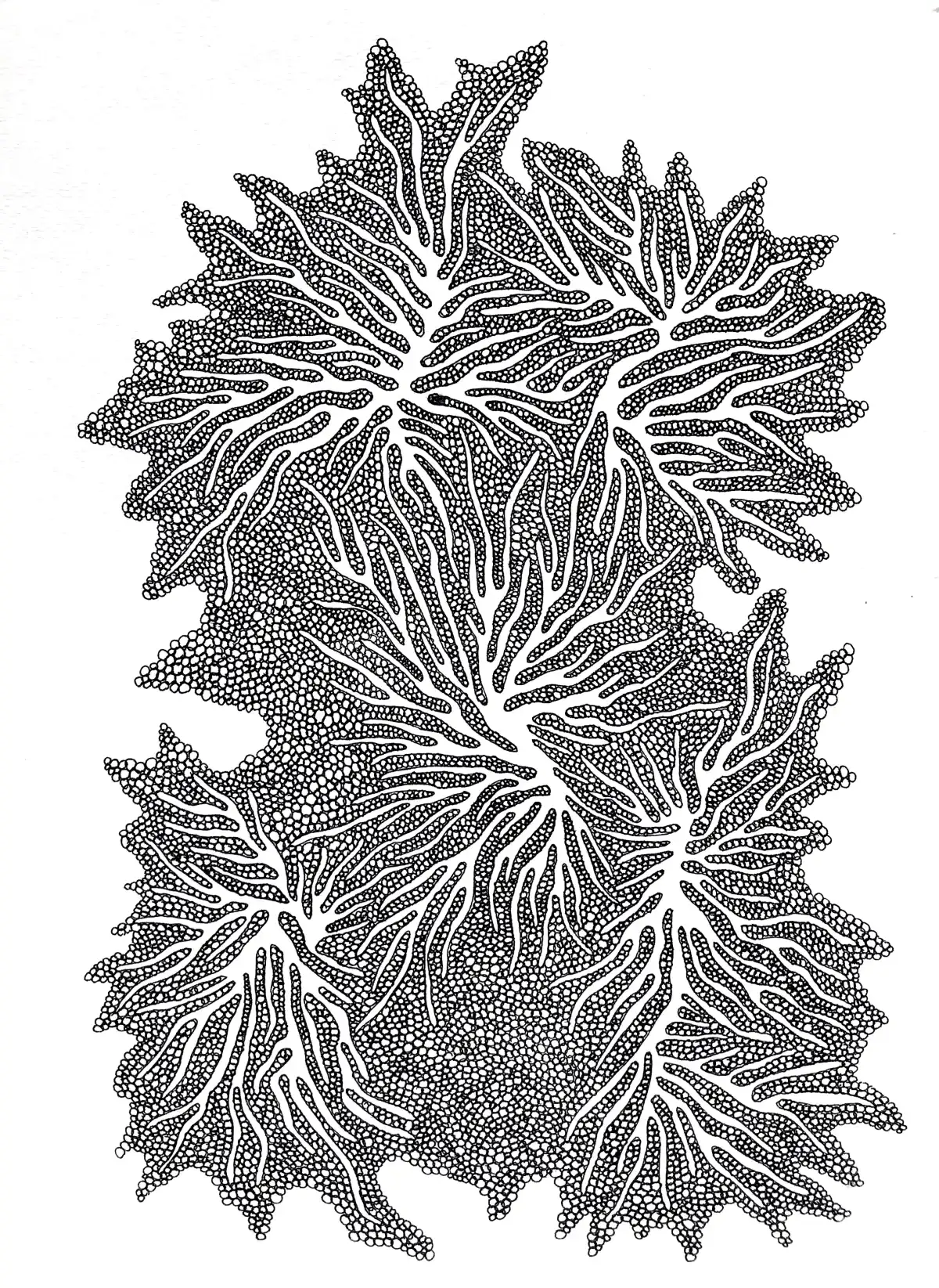 Drawing by Paulina Rizzo.