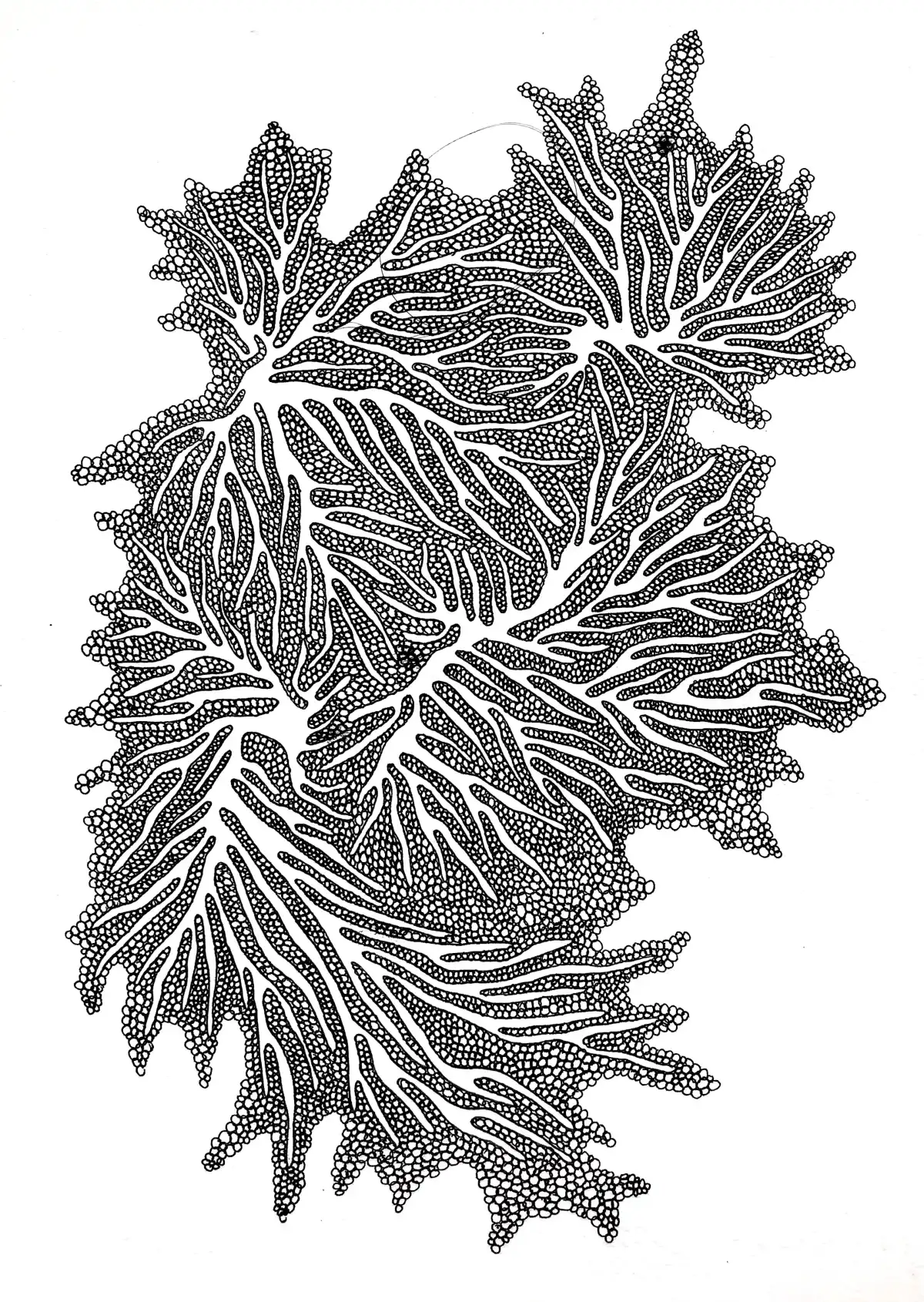 Drawing by Paulina Rizzo.